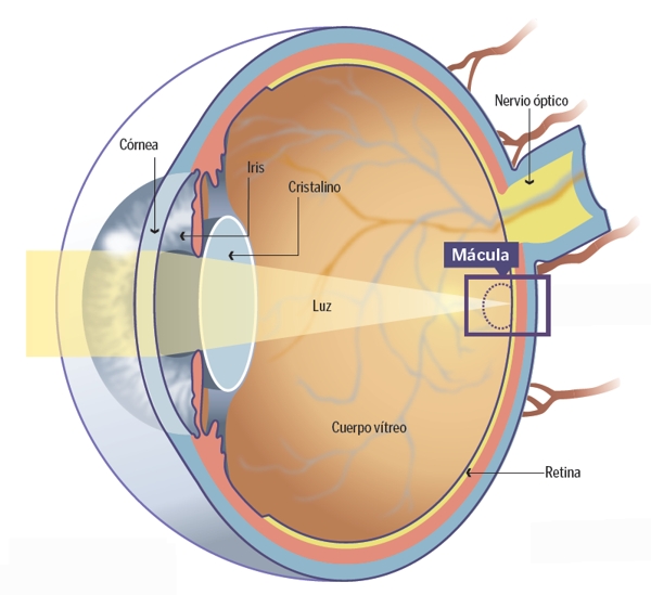 Baja visión en glaucoma